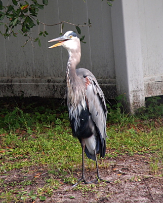 [A heron stands on the ground with its mouth open slightly and its tongue visible in its mouth. Its neck looks as if it just swallowed a wide fish.]